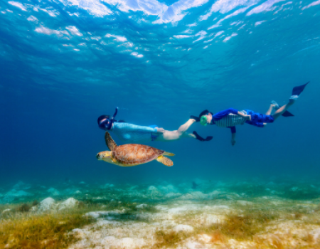 Child in a snorkeling above with sea turtle in Akumal Bay