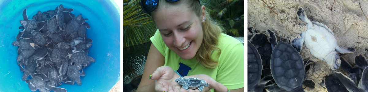 Baby Turtles 