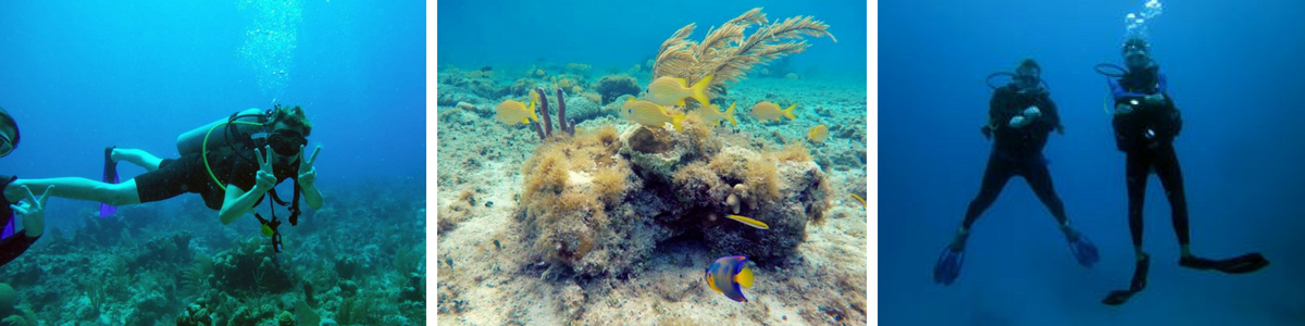 scuba dive